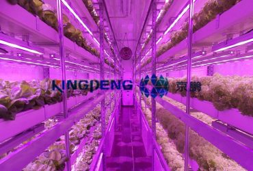 The largest advanced greenhouse engineering in China